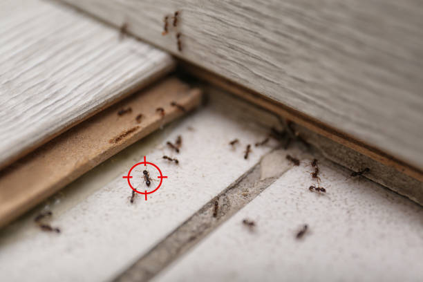 Best Termite Control Services  in Moraine, OH