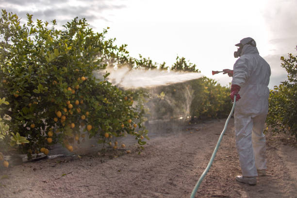 Best Ant Control Services  in Moraine, OH